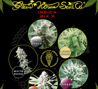 green house seeds